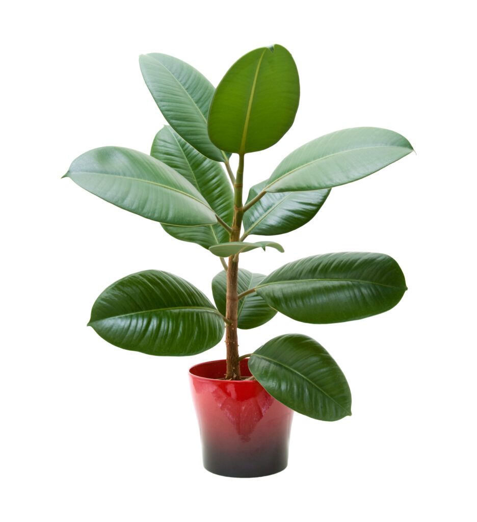 easy care house plant - rubber plant - leafybear.com
