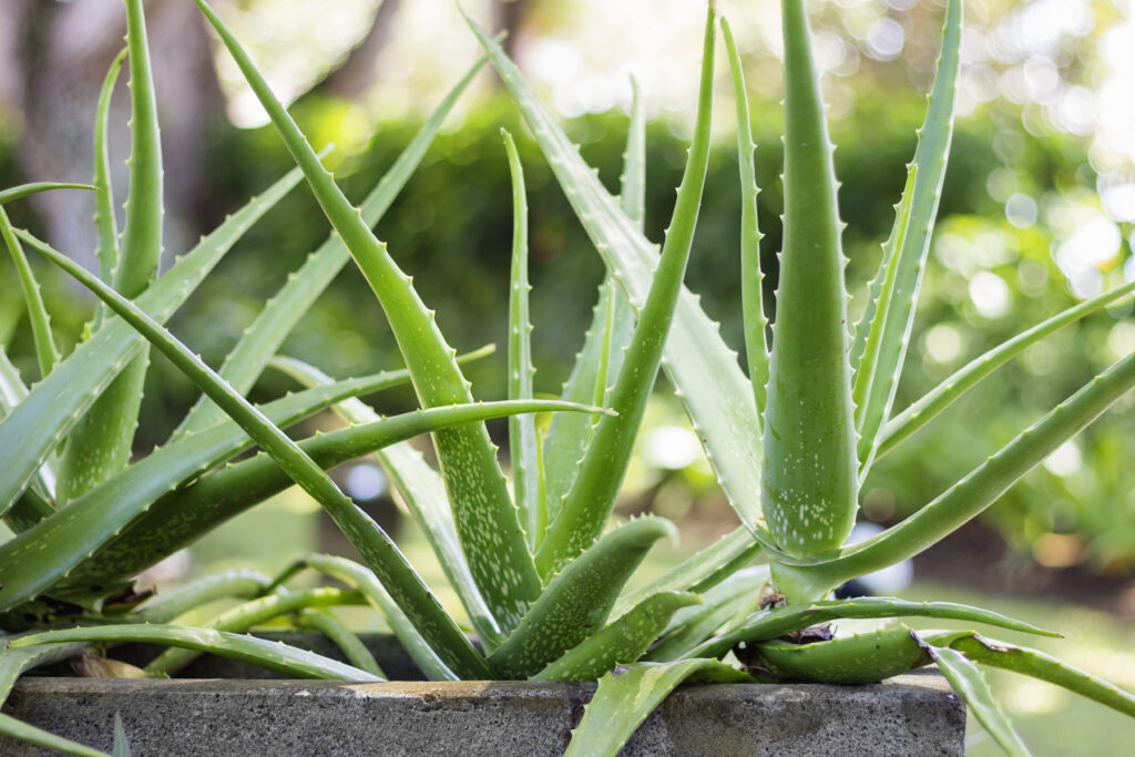 aloe vera plant - easy care indoor house plants - leafybear.com