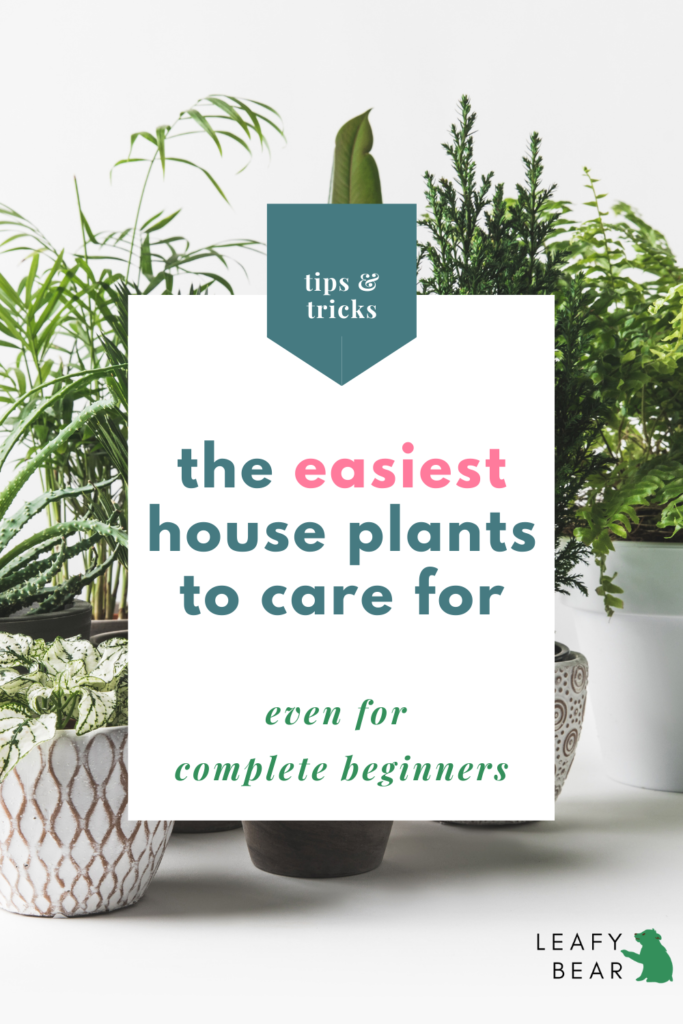 the easiest house plants to care for, even for beginners