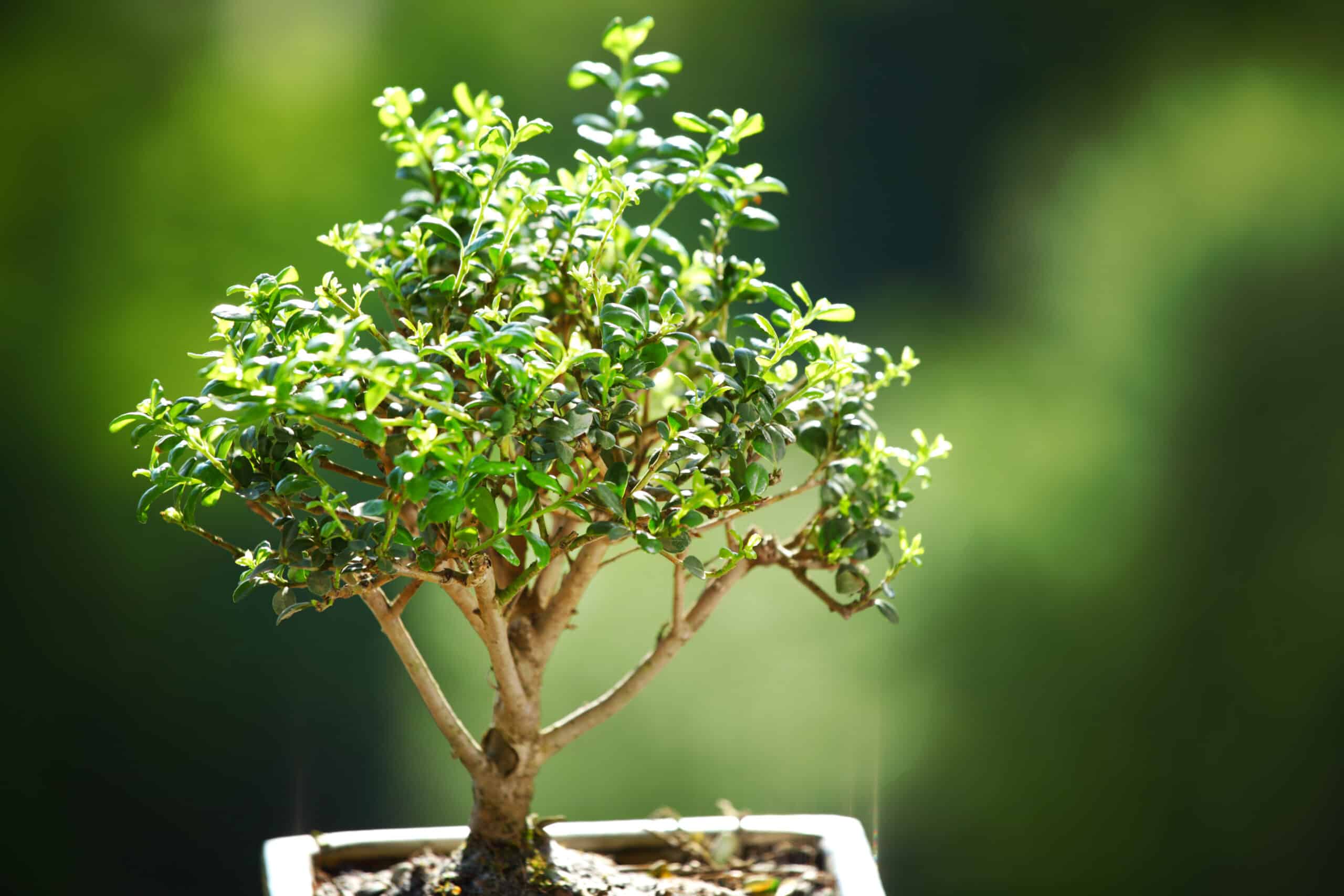 japanese house plants - bonsai - leafybear.com