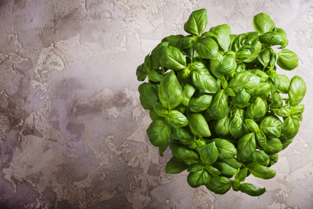 learn how to harvest basil without killing the plant and all our basil tips - leafybear.com