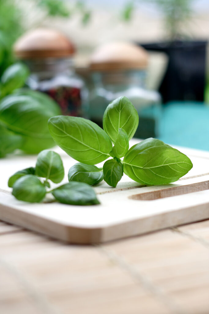 learn how to harvest basil without killing the plant and all our basil tips - leafybear.com