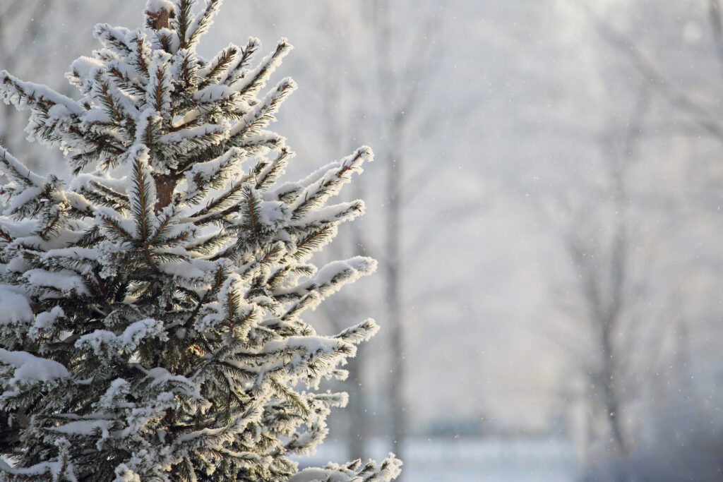 christmas tree isn't drinking enough water - leafybear.com - spruce tree with snow