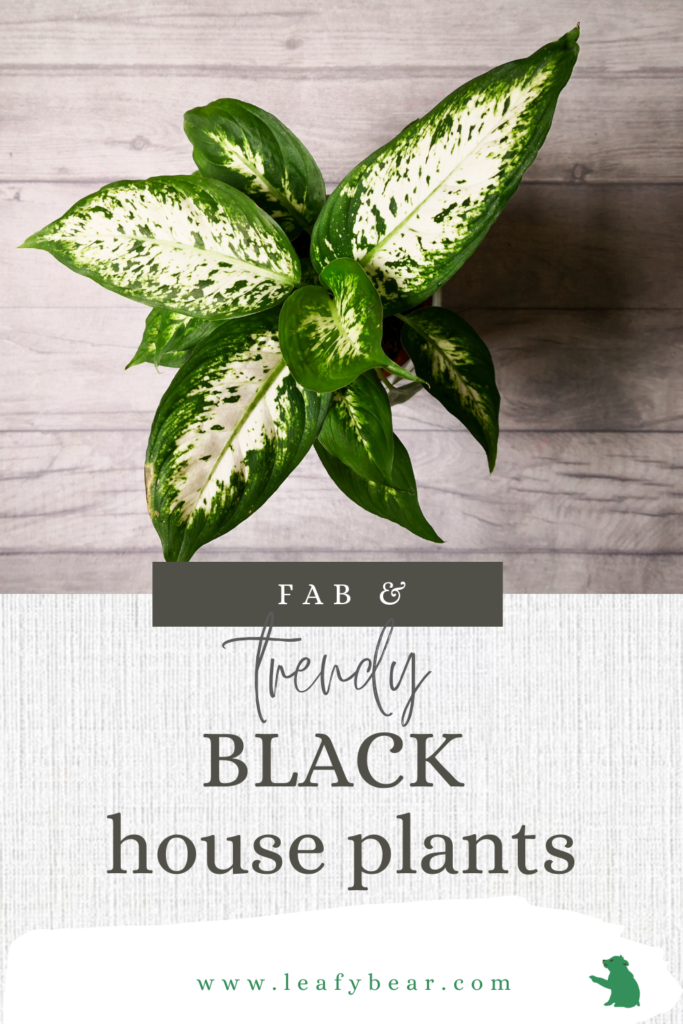 care for black house plants in your home, with these easy tips - leafybear.com