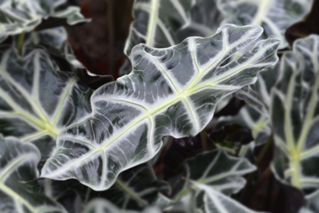Great for all homes and low maintenance - Alocasia black house plants