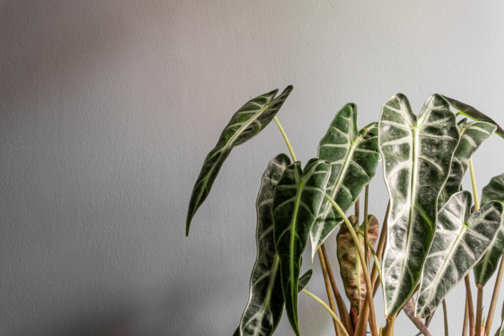 Fancy a different kind of plant? Alocasia black house plants are perfect for all decor and homes