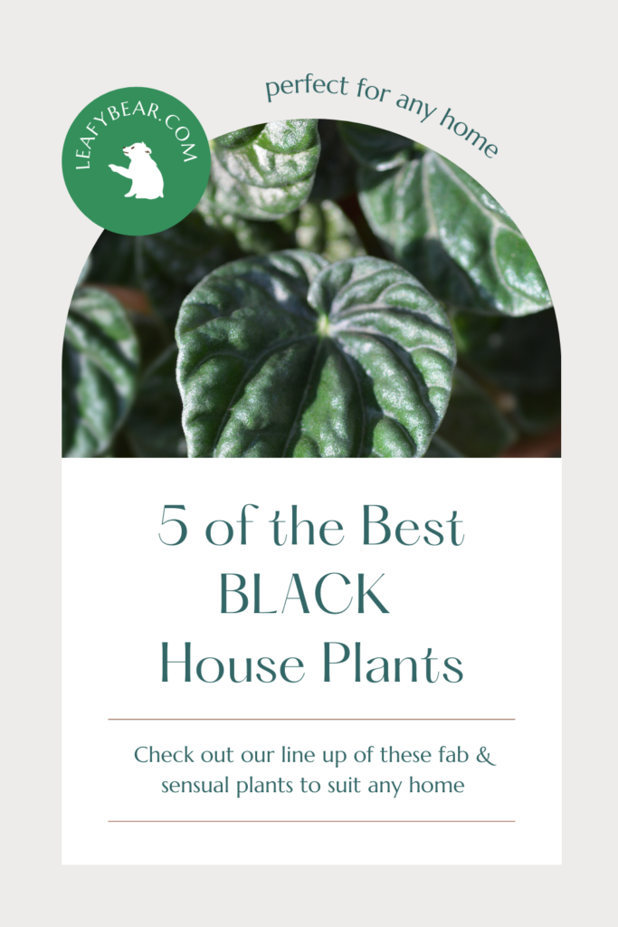 tips on caring for plants