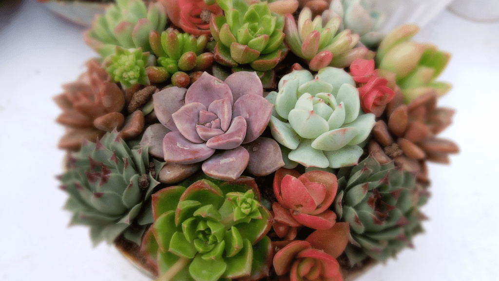 taking care of succulent plants indoors can be easy if you follow these simple steps for watering and repotting