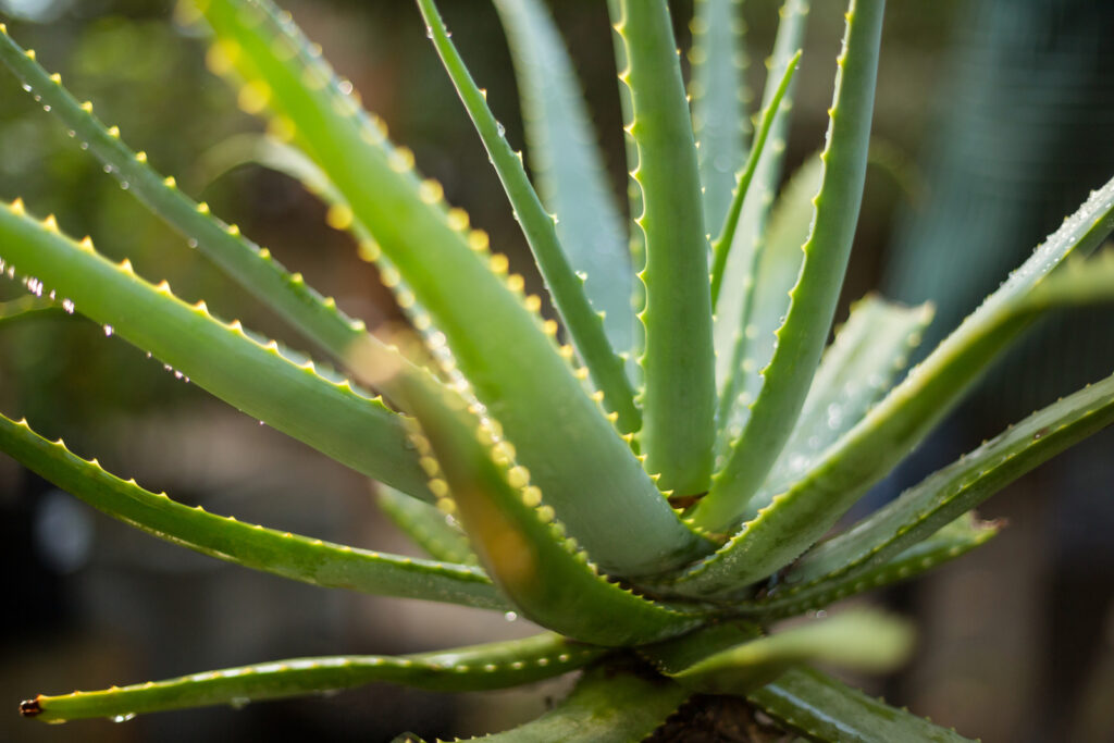 aloe vera plants are easy to grow - leafybear.com