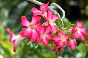 The pink petals of the Desert Rose in bloom - succulent plants that flower