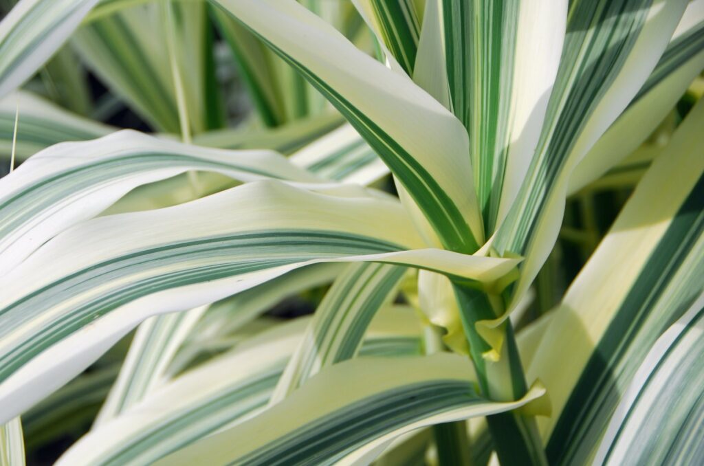 find an easy plant to care for all year round