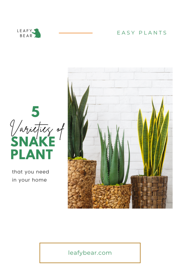 5 varieties of snake plants that you need in your home - leafybear