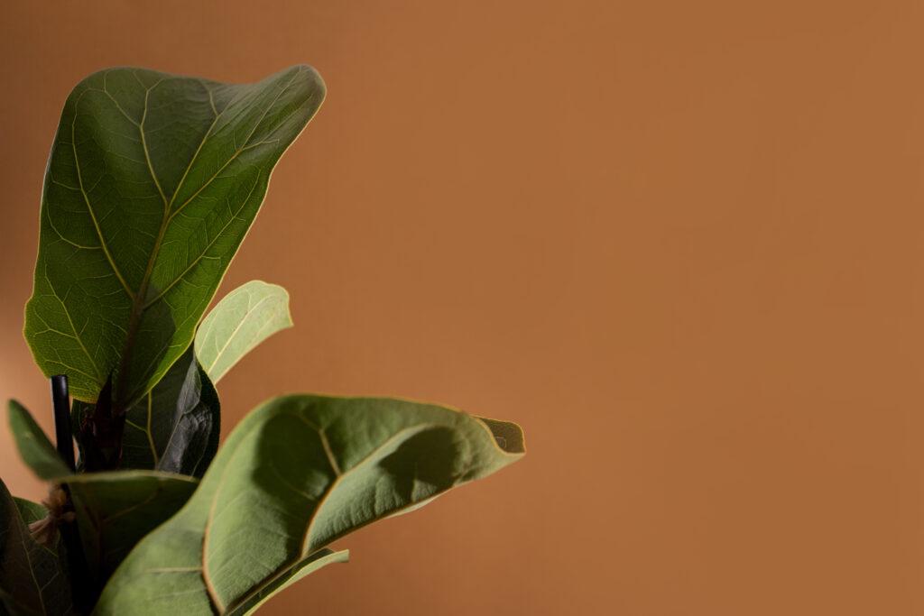 fiddle leaf can be poisonous to your cats