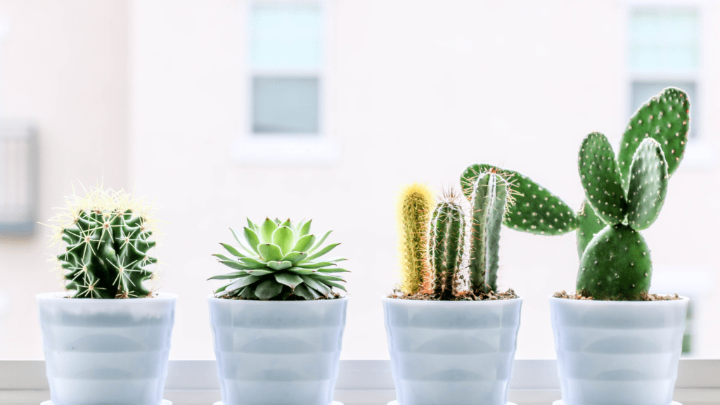 grow your collection of healthy plants with our top tips for taking care of succulent plants indoors