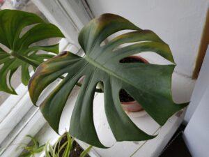 cheese plants leaves going brown
