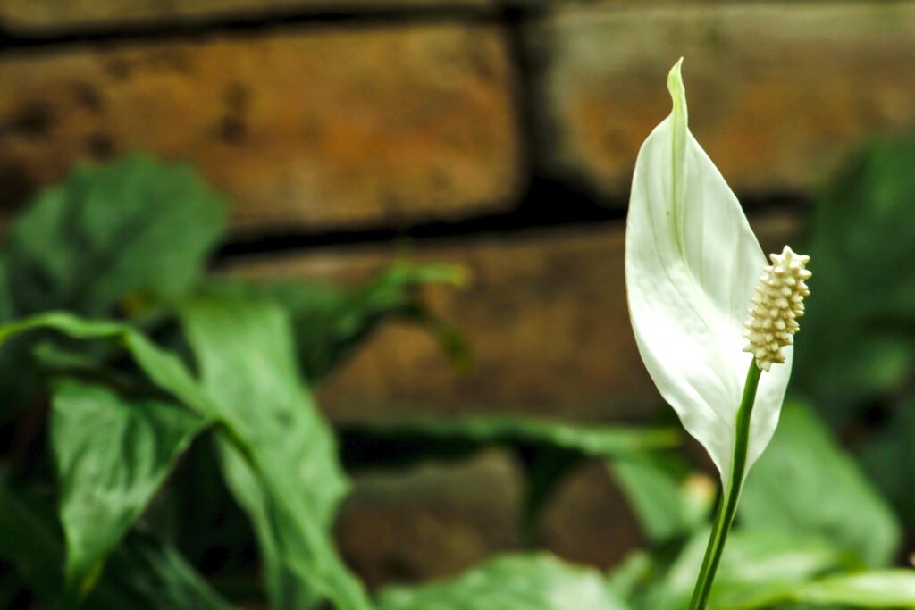 peace lily plants are easy to grow - leafybear.com