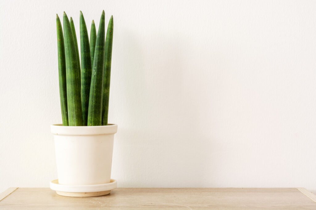 Sansevieria cylindrica - snake plants that you need in your home - leafybear