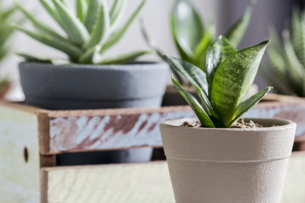 Snake plants that you need in your home - leafybear