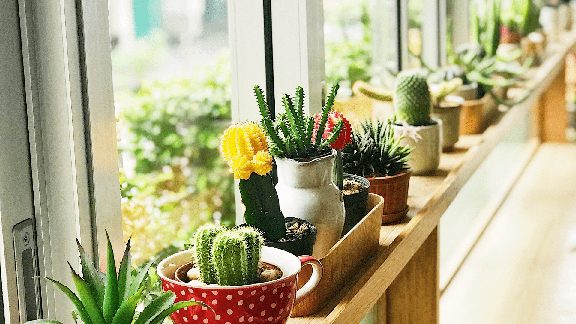 taking care of succulents indoors