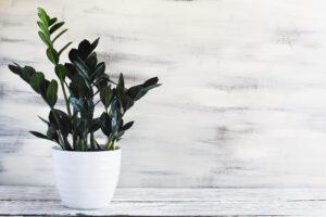 Raven ZZ plant
