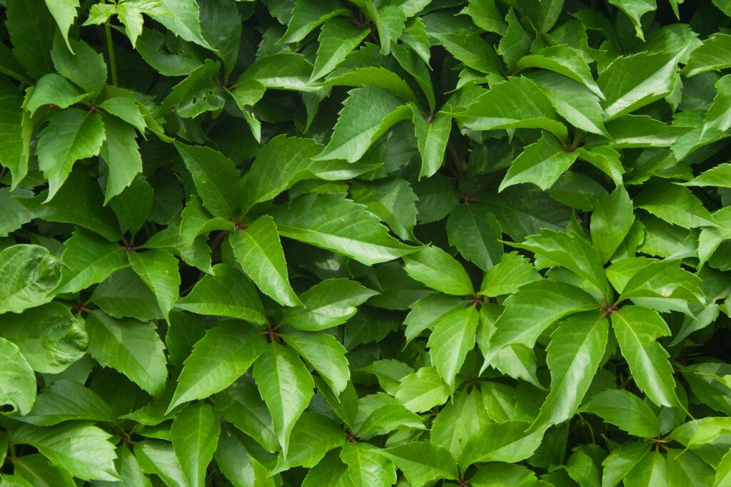 virginia creeper - in spring when it's green