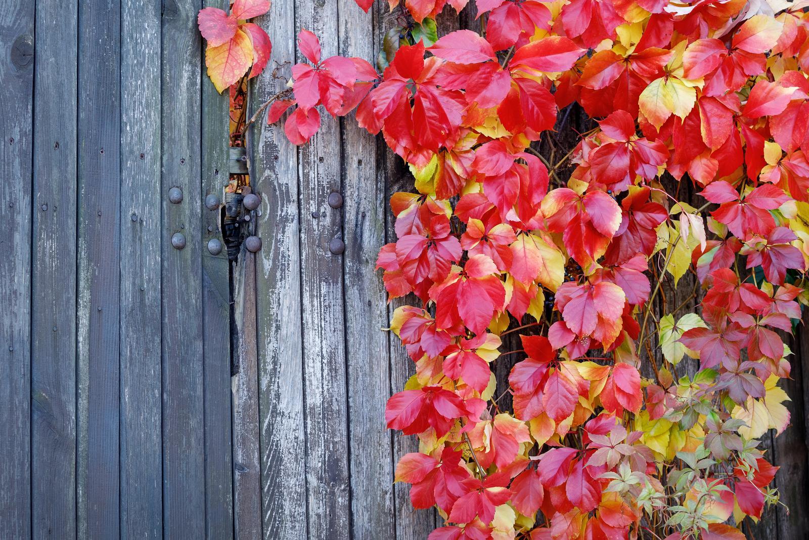 virginia creeper - in autumn - leafybear.com