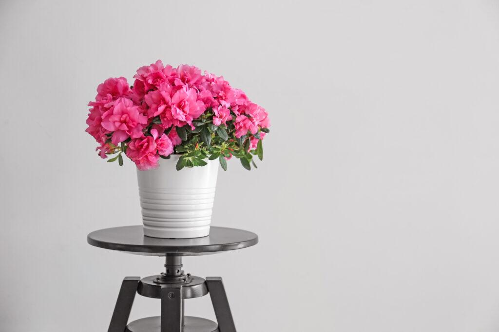 beautiful azaleas blossom near christmas time - leafybear.com