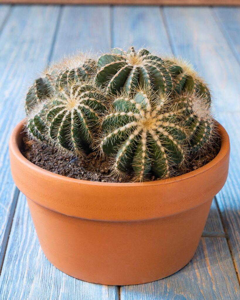 barrel cactus - plants that begin with b