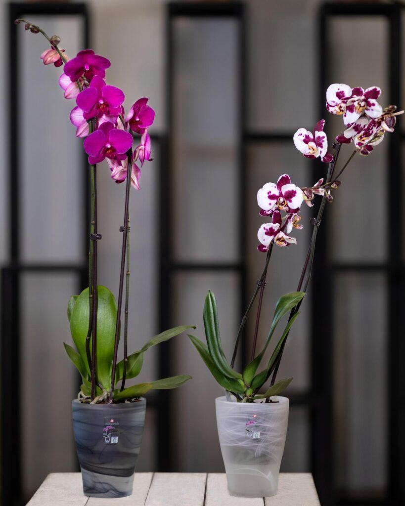beautiful moth orchids - they like low light - leafybear.com