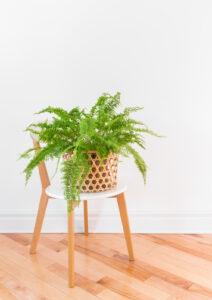 plants that love low light conditions