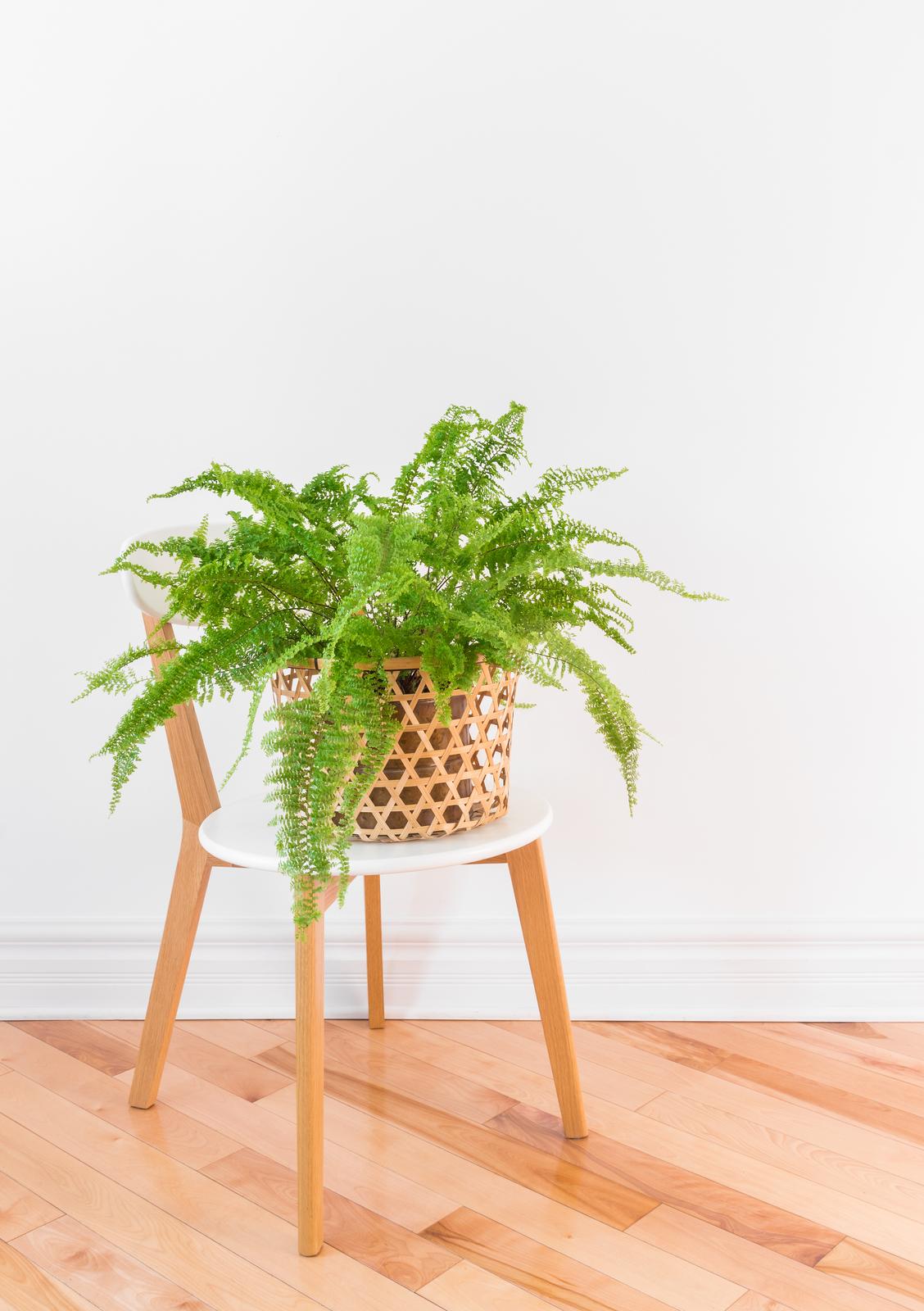plants that love low light conditions