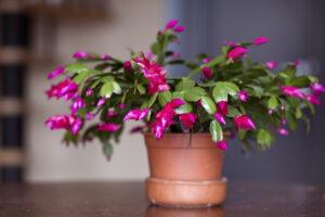 christmas cacti are a beautiful flowering addition to your christmas decorations - leafybear.com