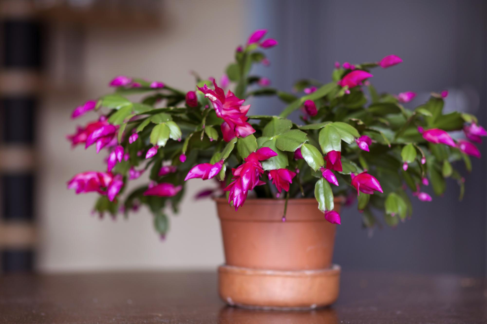 christmas cacti are a beautiful flowering addition to your christmas decorations - leafybear.com