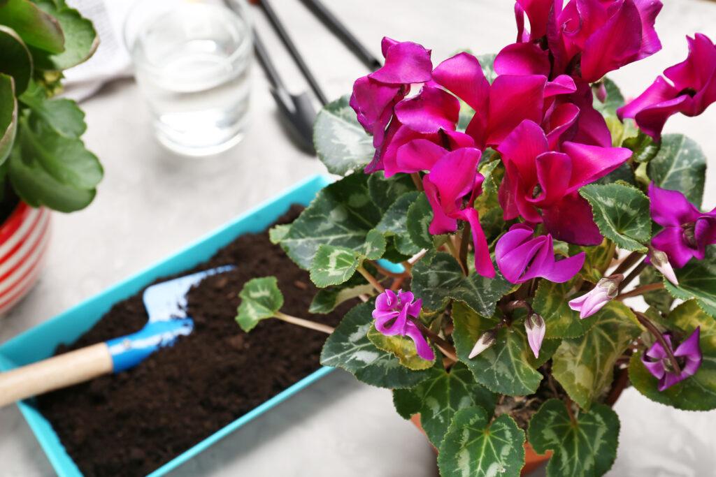 cyclamen flower at chrismtas time if you take good care of them - leafybear.com