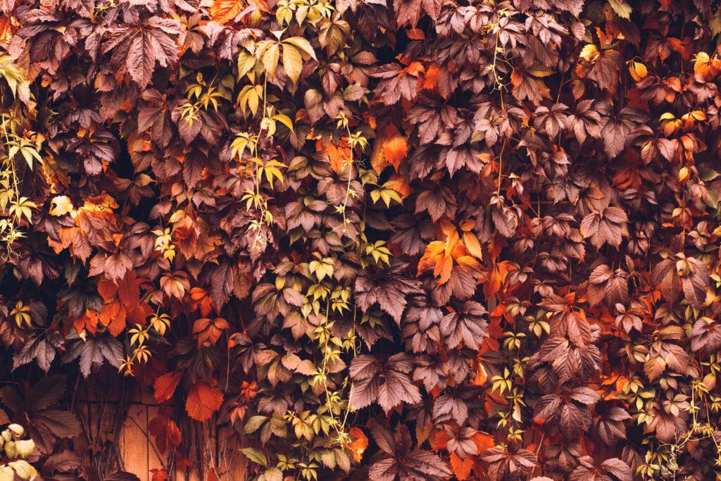 stunning wall of brown, pruple and orange leaves - leafybear.com