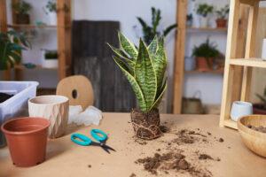 how to take care of your snake plants