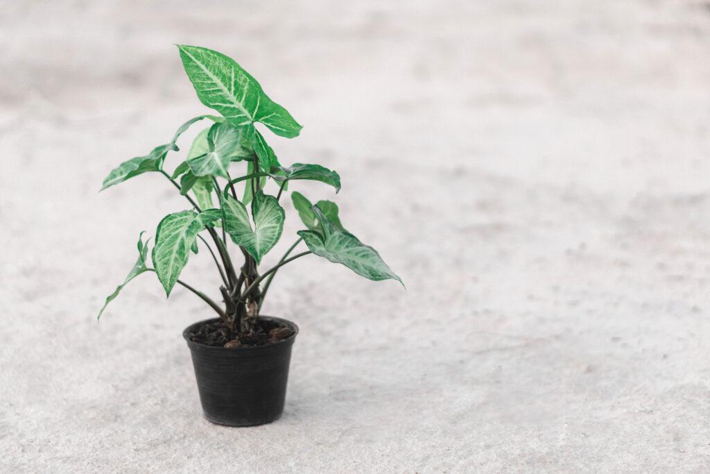 lovely arrowhead vine plants with low light condtion needs