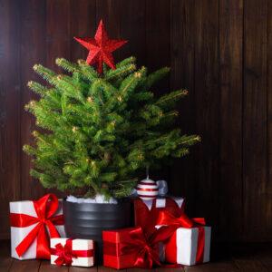 outdoor mini christmas tress that you can enjoy and decorate - leafybear.com