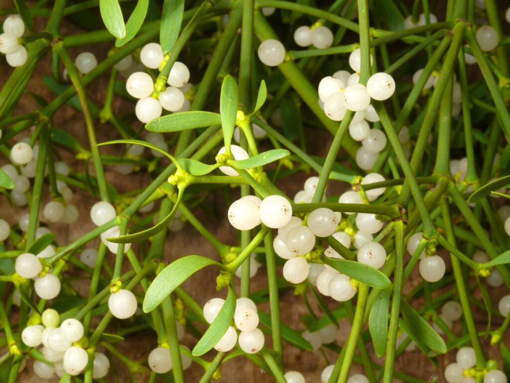 mistletoe at christmas time - leafy bear