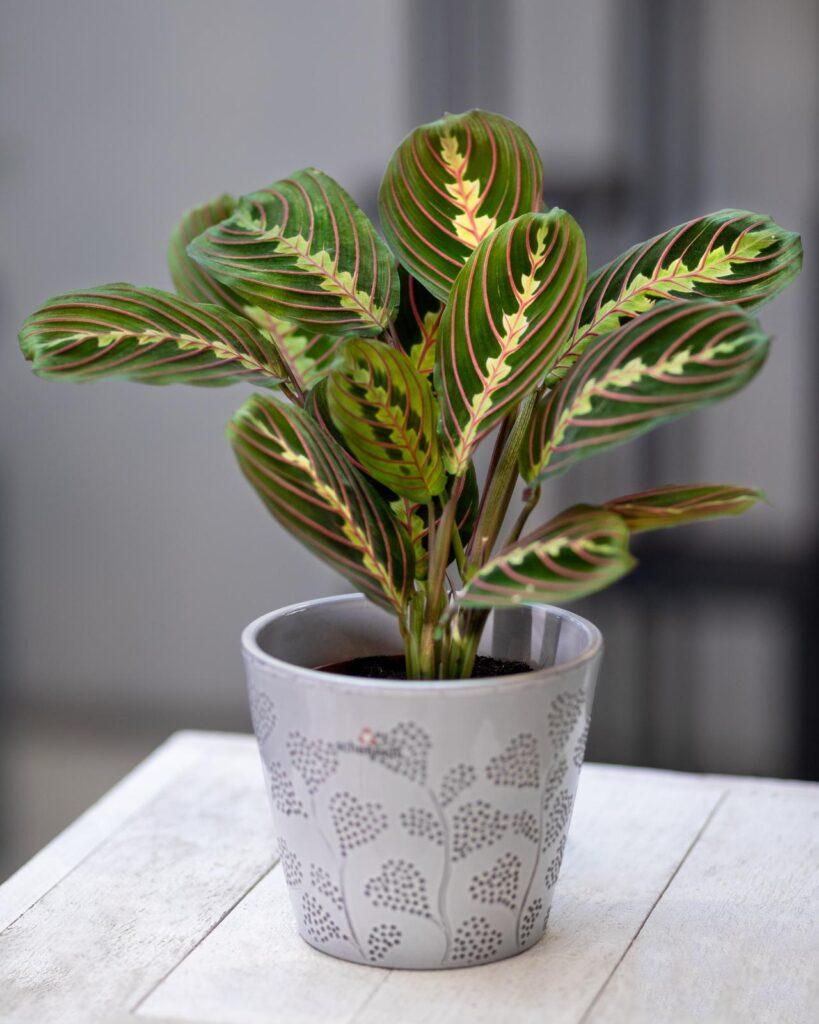 prayer plant indoor plant likes low light conditions