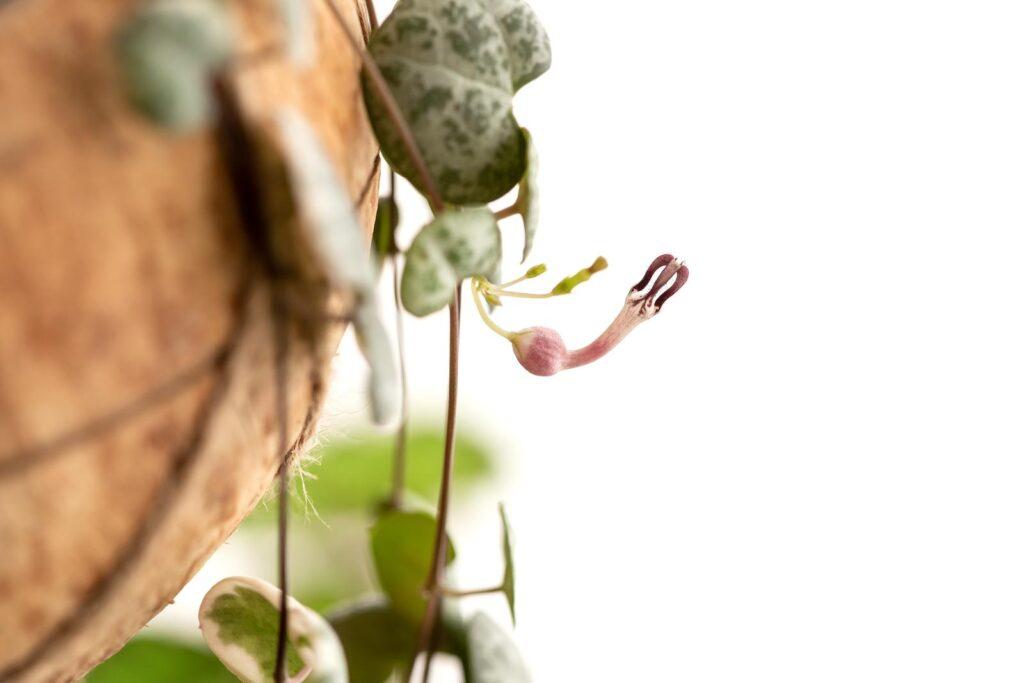 string of hearts - how to propagate