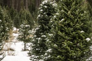 real balsam fir trees for your christmas - leafybear.com