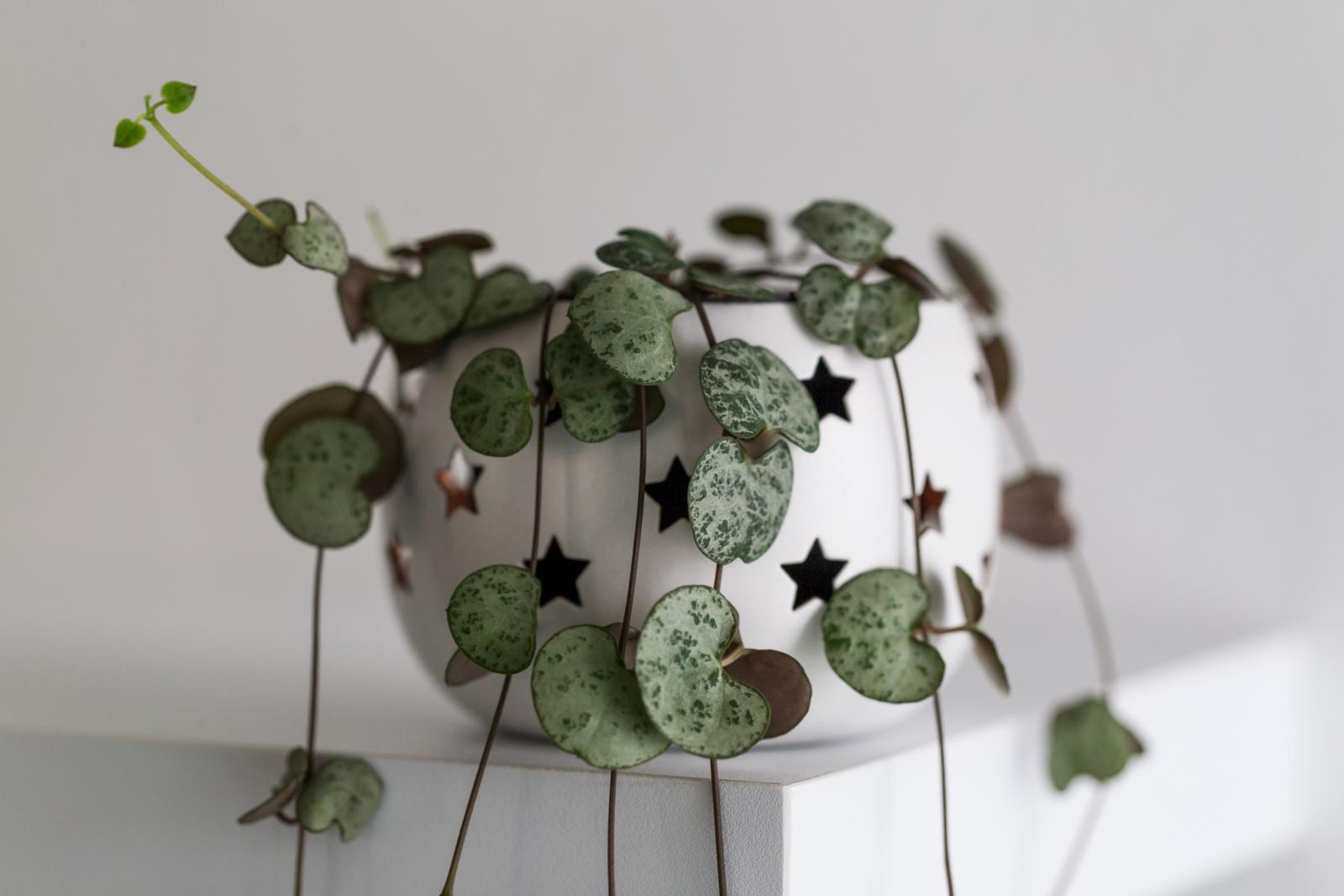 string of hearts plant, easy to grow for beginners - leafybear