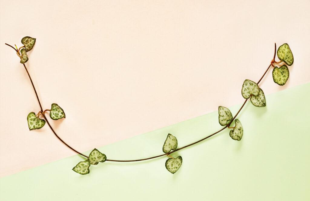 string of hearts - how to take care in your home
