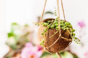 vining house plants - string of pearls - leafybear.com
