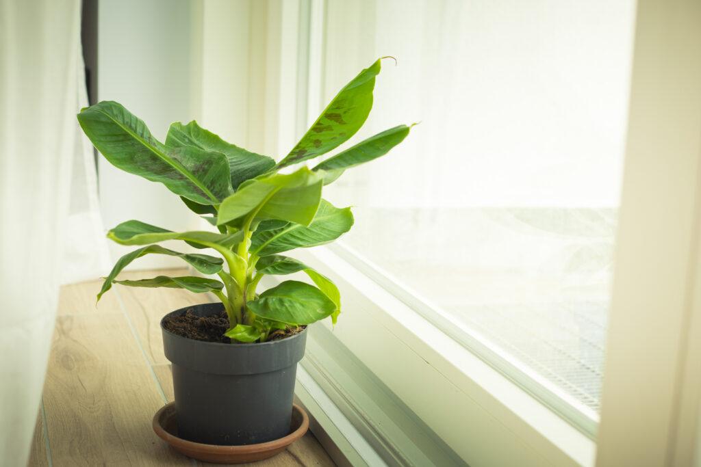 dwarf banana plants are one of oyr favourite large leaf plants