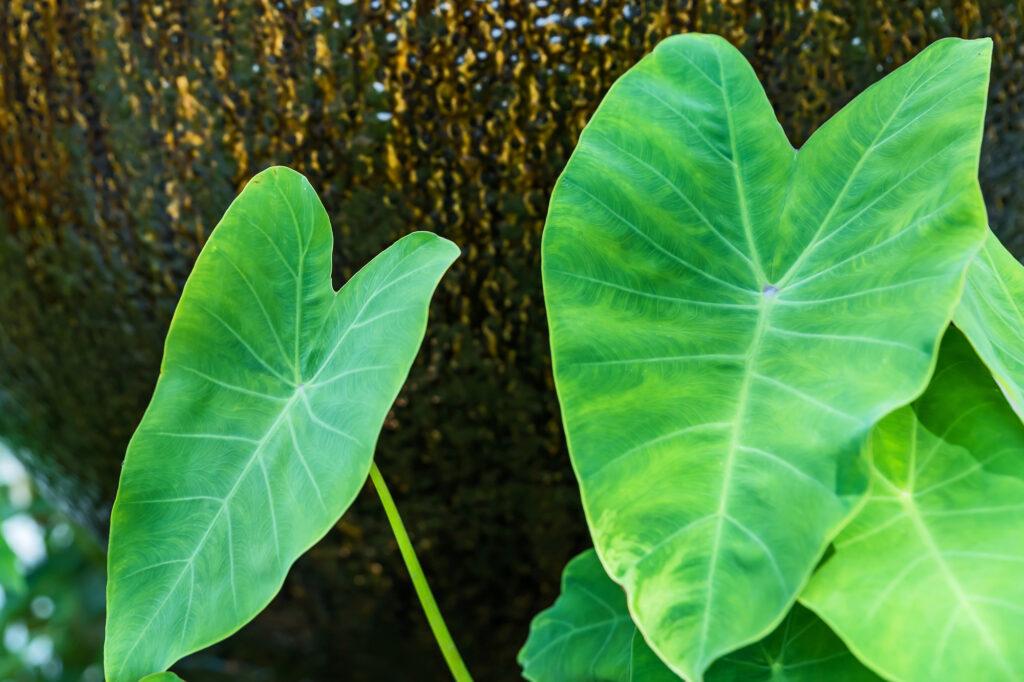 large leaf elephant ear plants