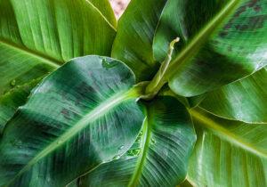 large leaf plants like the banana plant are perfect for adding luxury to your home