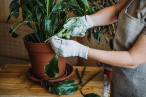 peace lily brown tips and brown leaves - how to help your damaged peace lilies