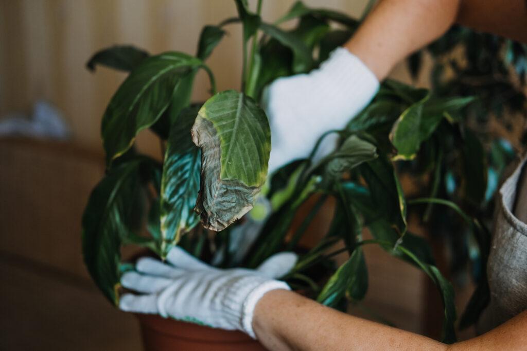 damaged brown leaves on a peace lily plant